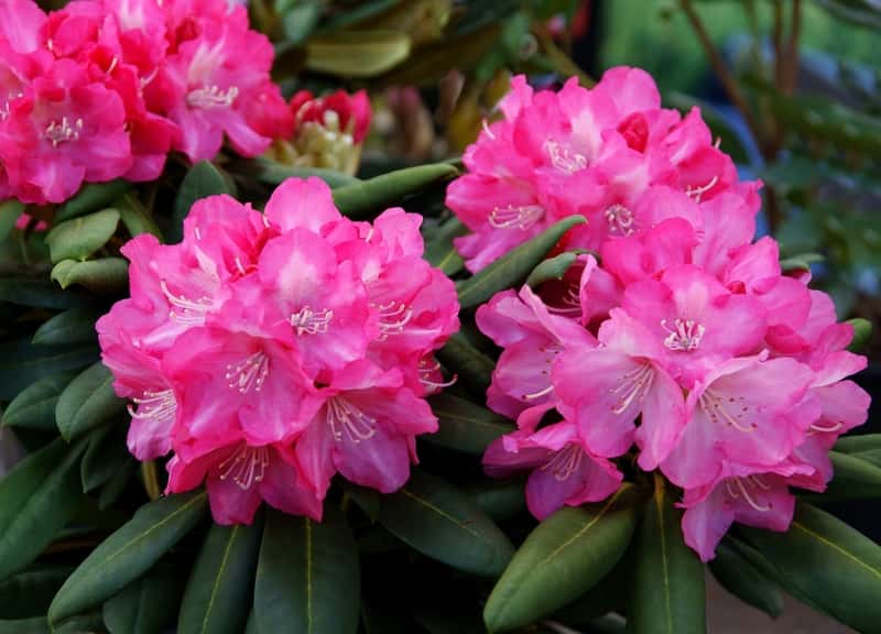 Choroby rododendronów – jak sobie z nimi poradzić?