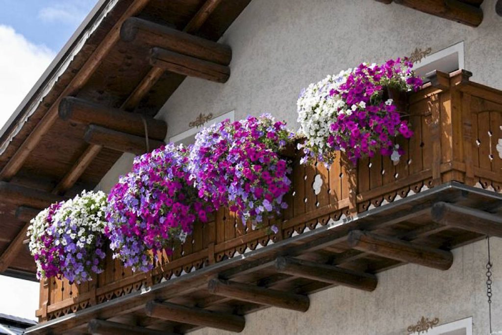 Jak dobrać kwiaty na balkon?