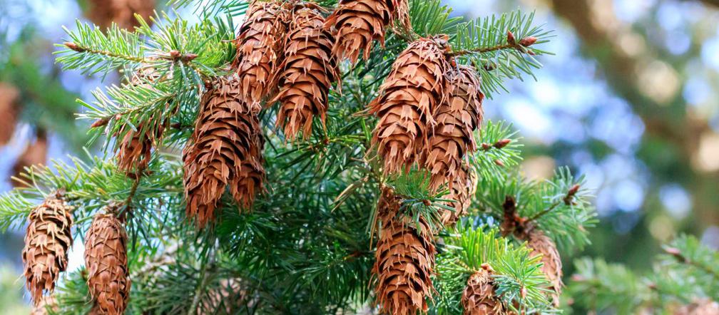 Daglezja – piękne drzewo iglaste