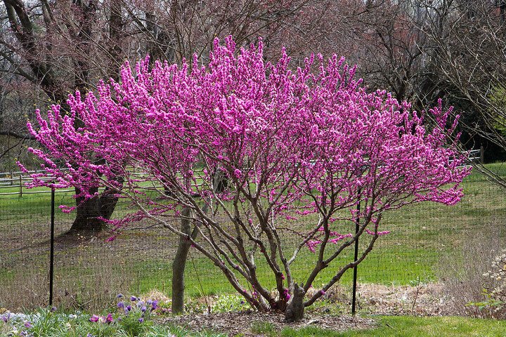 Piękne wiosenne drzewo – judaszowiec