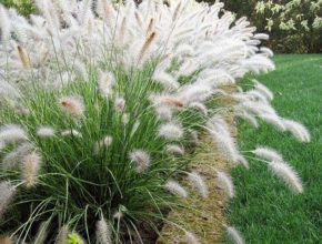 Piękna trawa ozdobna – rozplenica japońska