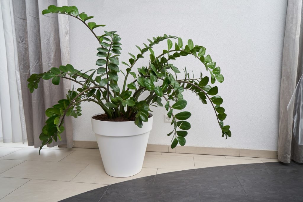 Zamiokulkas – co to za roślina?