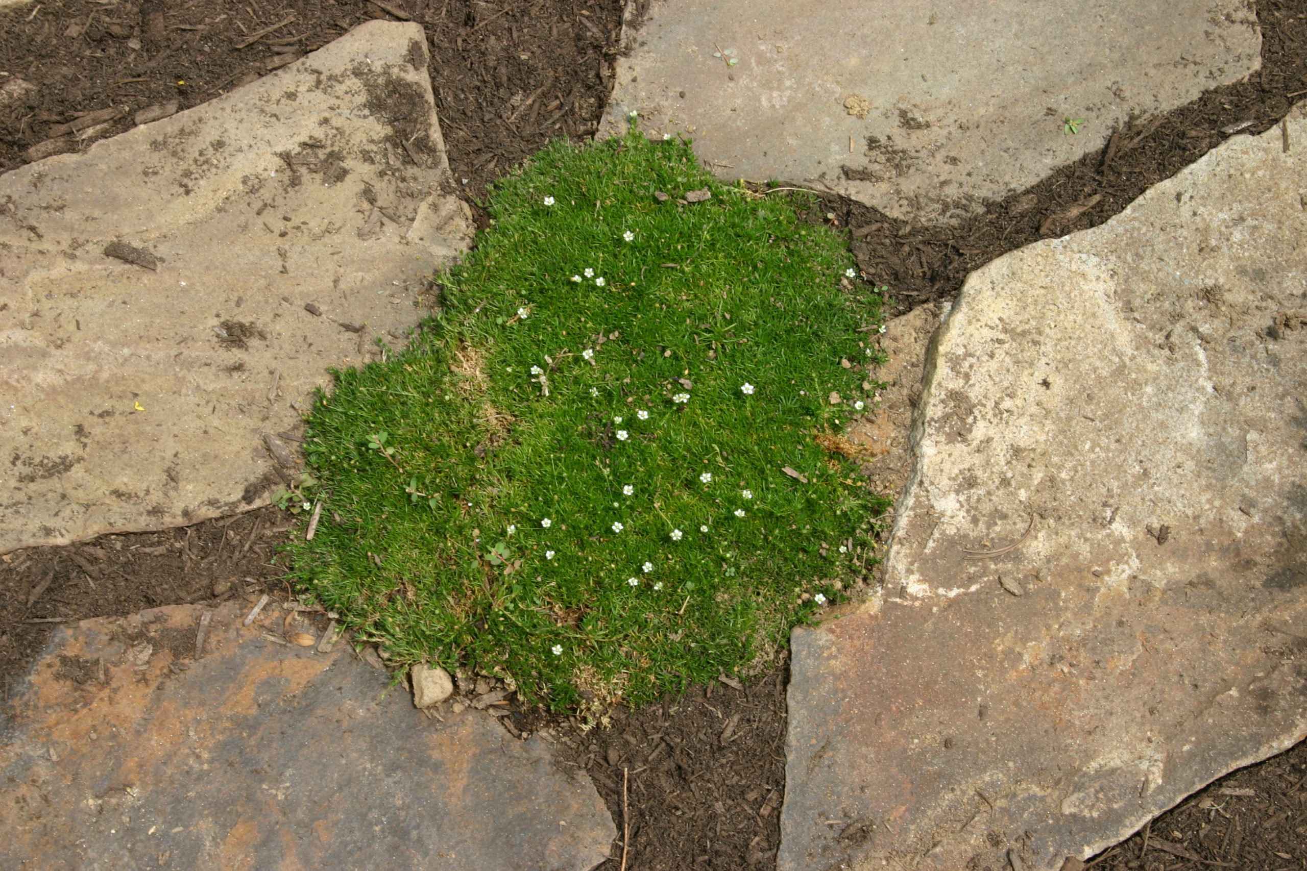 Karmnik ościsty na skalniaki – zamiast mchu i trawy?