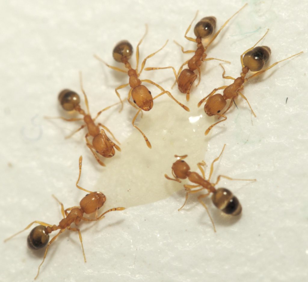 Mrówki faraona w domu – jak się pozbyć? Domowe sposoby
