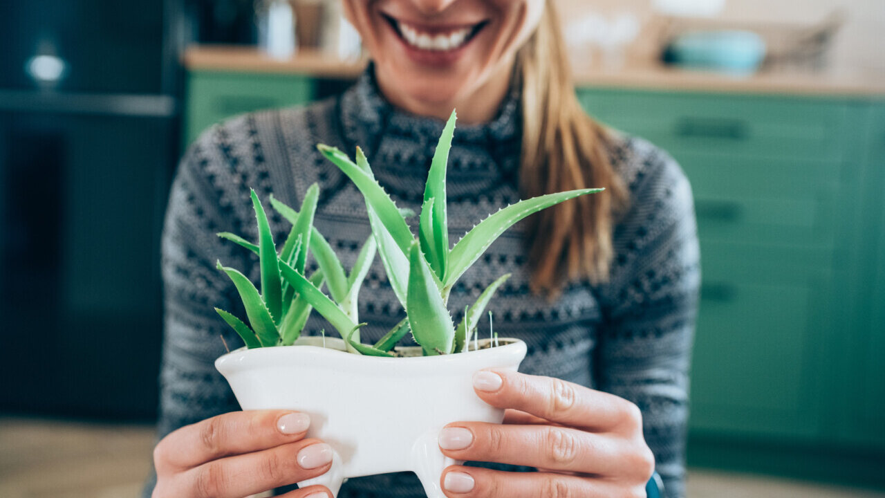 Aloes zwyczajny – uprawa i właściwości