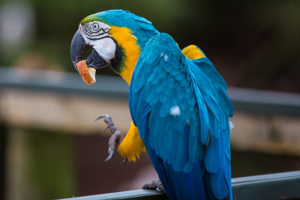 Papuga – jaki gatunek wybrać? Ile żyją? Hodowla domowa.