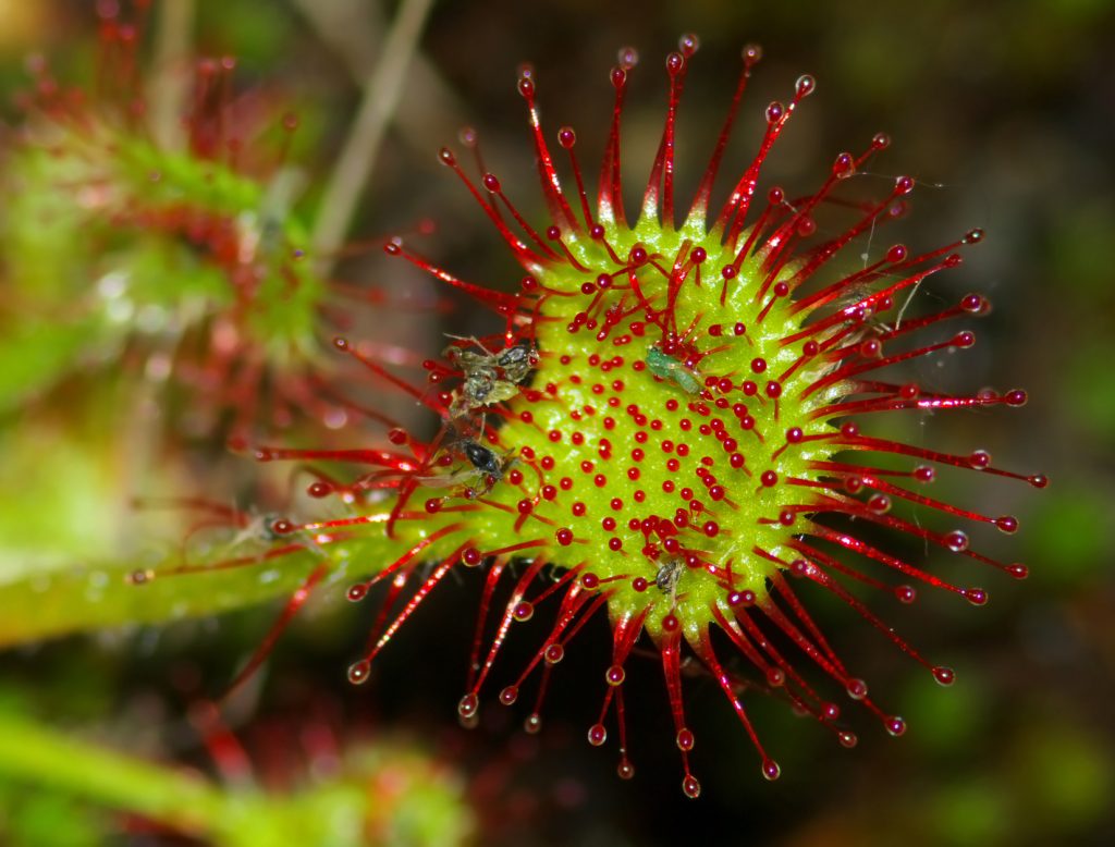 Rosiczka okrągłolistna – roślina, która pożera owady