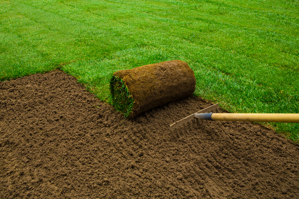 Trawa z rolki – szybki i skuteczny sposób na piękny ogród
