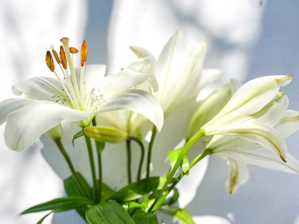 Urok Lilii Ogrodowych: Jak Sadzić i Pielęgnować Te Kwiaty?