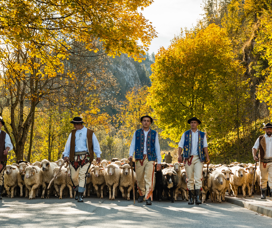 Jesienny redyk w Szczawnicy. <strong>Wielkie góralskie święto z setkami owiec na ulicach zachwyca turystów</strong>