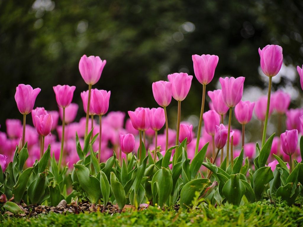 Różowe tulipany